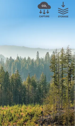 Afforestation, reforestation & improved forest management, artwork from the CDR methods wall by Carbon Gap.