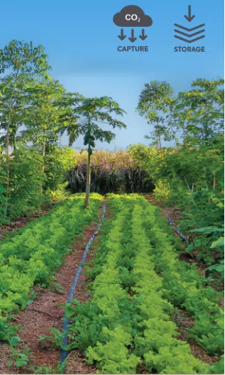 Agroforestry, artwork from the CDR methods wall by Carbon Gap.