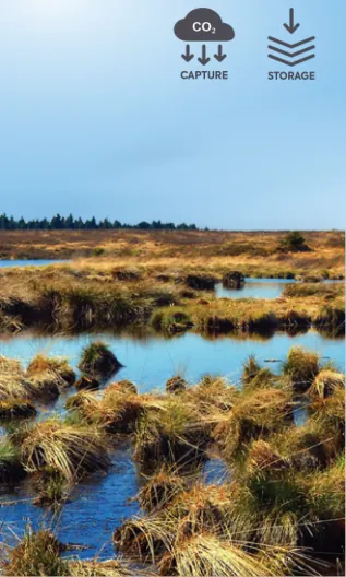 Peatland and wetland restoration, artwork from the CDR methods wall by Carbon Gap.
