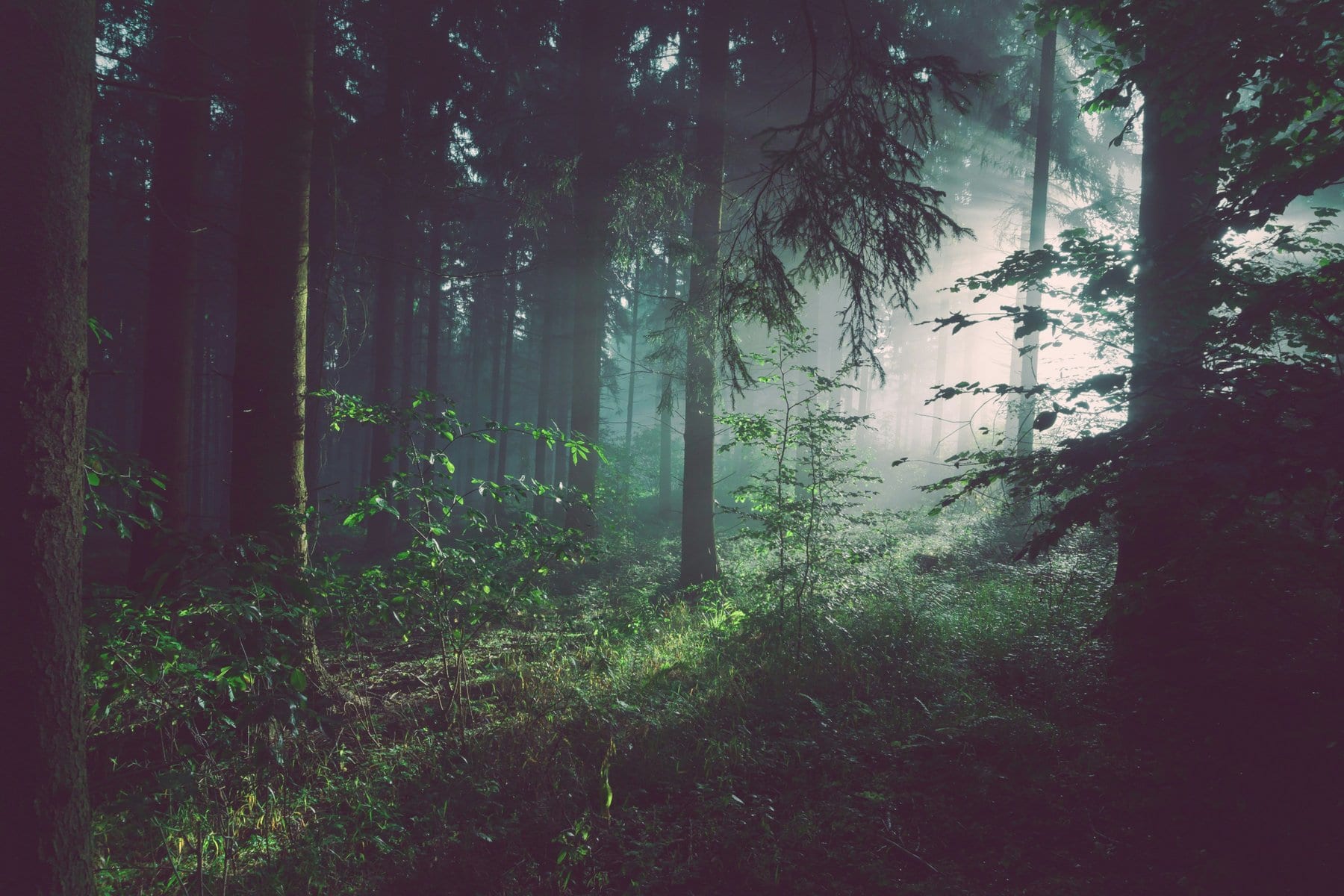 Advancing Carbon Dioxide Removal Beyond the Hype Cycle