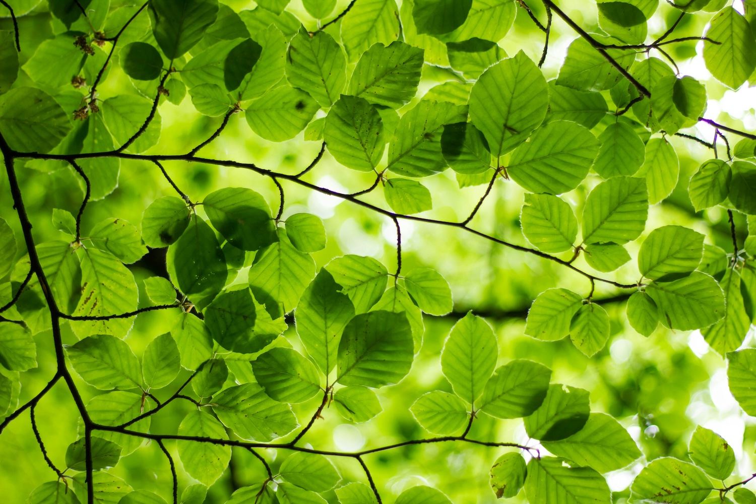 How the EU Green Claims Directive can fix corporate climate claims and drive demand for high-quality carbon removal