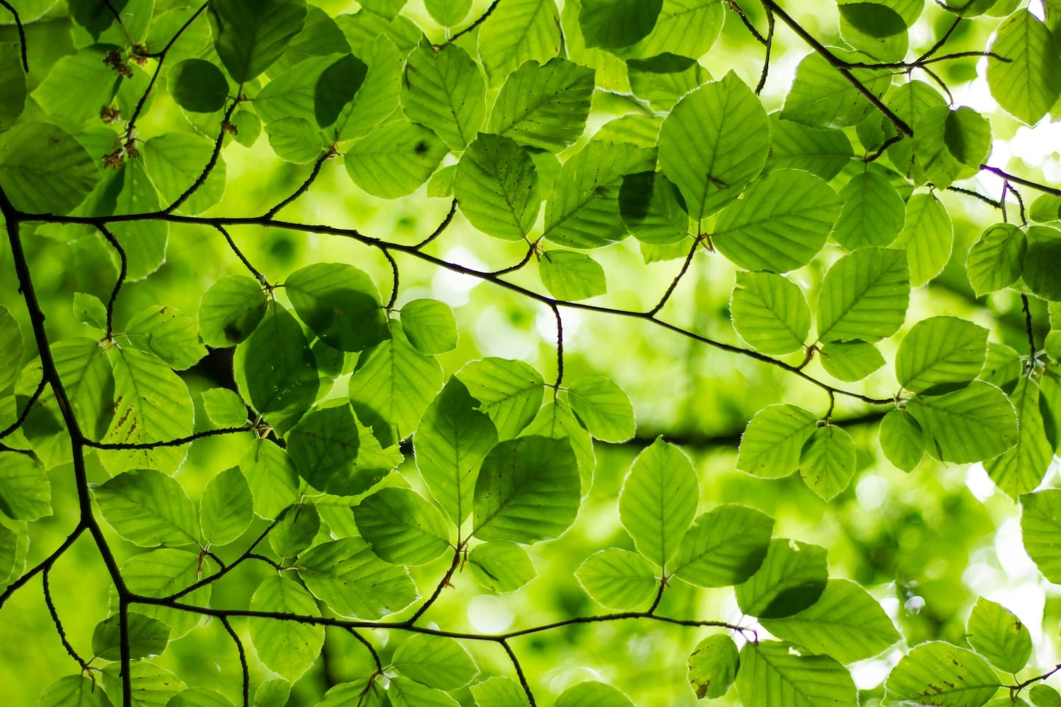 How the EU Green Claims Directive can fix corporate climate claims and drive demand for high-quality carbon removal