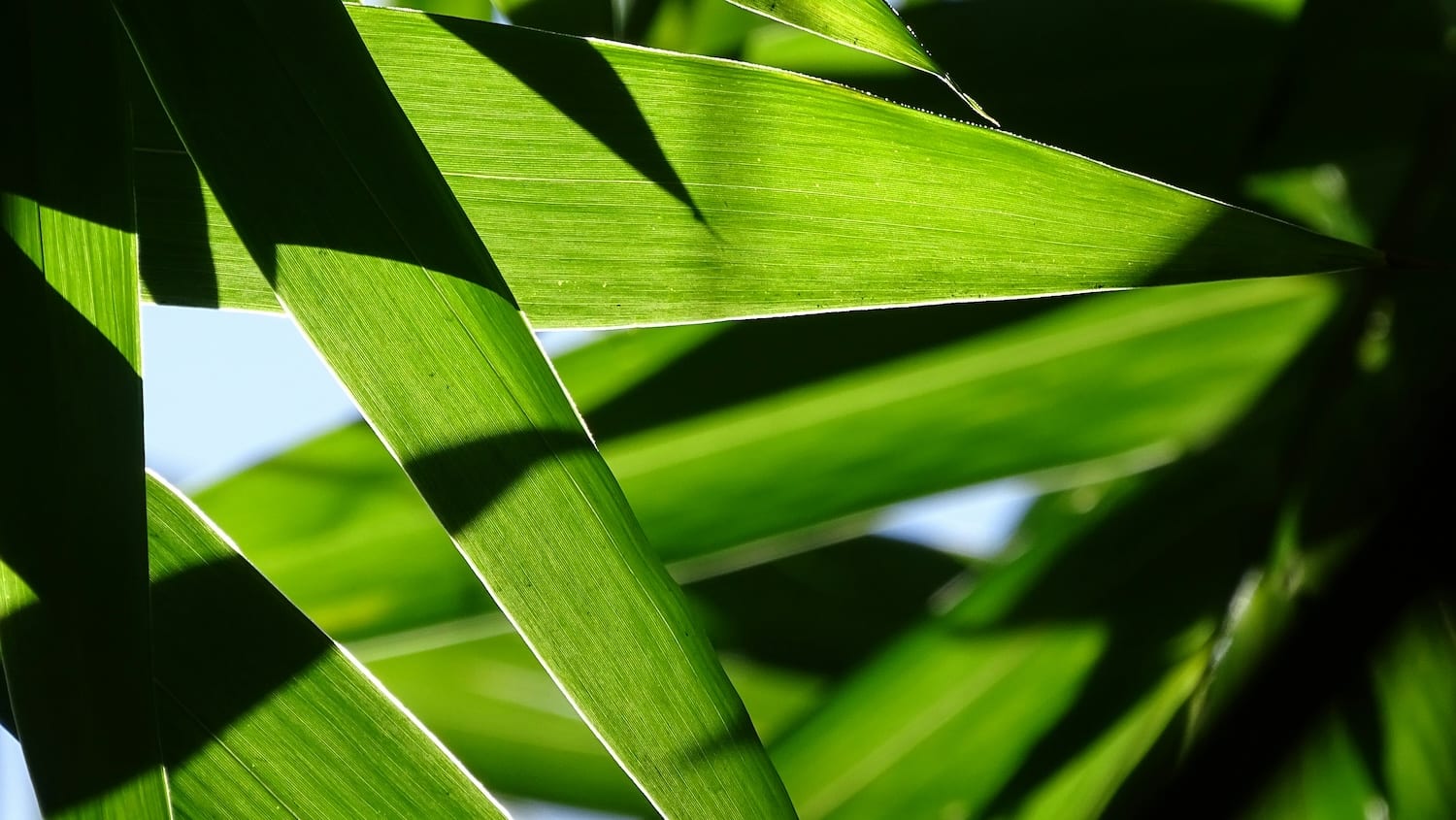 Stop to Green Claims Directive risks leaving the EU bereft of much-needed guidelines for corporate climate claims