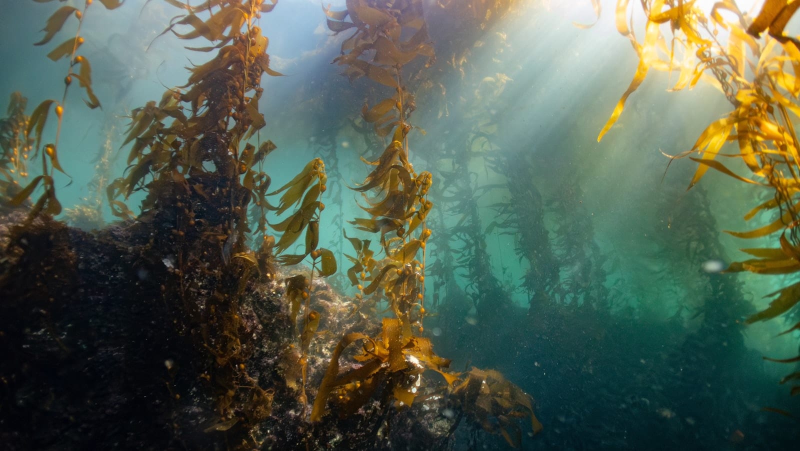 Feedback to the European Commission Call for Evidence on the EU Ocean and Water R&I Strategy